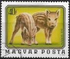HONGRIE - 1976 - Yt n 2480 - Ob - Jeunes animaux sauvages : marcassins