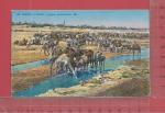 ALGRIE, SCNES & TYPES : Troupeau de chameaux  