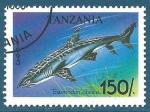 Tanzanie N1433 Requin - Triaenodon obesus oblitr