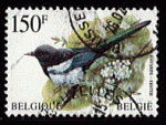 Belgique 1997 - Y&T 2696 - oblitr - oiseau (pie bavarde)