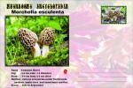 Vignette de fantaisie, Mushrooms Encyclopedia, Morchella esculenta