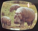 Autocollant Les Amis de Daktari N 2 L'Hippopotame DATE 1973