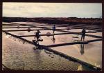 CPM anime GUERANDE  Rcolte du sel dans les marais salants Raclage au las et transport avec le joug
