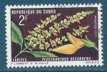Congo N269 Fleur Plectranthus decurrens oblitr
