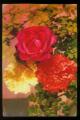 CPM non crite Fleurs Rose Rosa Dianthus ( support lger ) au dos pub pour les Biscottes Pelletier