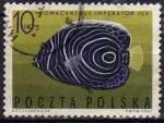 Pologne/Poland 1967 - Poisson-ange empereur - YT 1599 