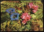 CPM neuve Flore FLEURS  Alpes Autrichiennes Gentiana acaulis & Rhododendron fe  