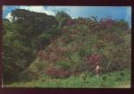 CPM Antilles TRINIDAD ET TOBAGO Bird of Paradise Colline couverte de Fleurs