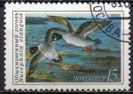 URSS N 5762 o Y&T 1990 Canards sauvages (Bucephala clangula)