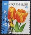 Belgique/Belgium 2005 - Fleur/Flower : tulip(e) orange - YT 3391 