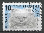BULGARIE - 1989 - Yt n 3289 - Ob - Chat : Persan