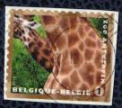 Belgique 2013 Oblitr Used Zoo de Anvers Girafe Giraffa camelopardalis