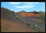 CPM neuve Espagne Canarias LANZAROTE Caravana de camellos