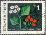 Bulgarie 1969 - Plante mdicinale : aubpine, 1 cm - YT 1648 