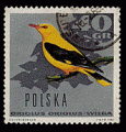 Pologne 1966 - YT 1571 - oblitr - loriot dor