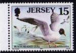 Jersey 1997 - Oiseau de mer : mouette  tte noire - YT 761 / SG 779 **
