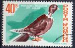 ROUMANIE N 3326 o Y&T 1981 Pigeons (Cou dnud)