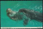 Etats Unis Carte Postale Postcard Morses Walrus Feeding Exhibit Sea World