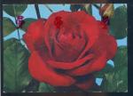 CPM  Flore  Fleurs  Roses Rose Pharaon ( Meilland )