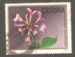 Poland - Scott 1937  flower / fleur