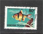 Hungary - Scott 1441  fish / poisson