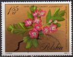 POLOGNE N 1984 o Y&T 1971 Fleurs (Crataegu oxyacantha)