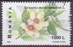 Timbre oblitr n 4519(Yvert) Roumanie 1999 - Fleurs, camlia soyeux