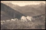CPA COL D'ASPIN Moutons au Pturage