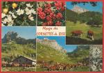 Haute-Savoie ( 74 ) Alpages des Cornettes de Bise - Carte écrite 1974 BE