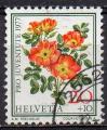 SUISSE N 1042 o Y&T 1977 Roses (Rosa foetida)