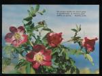 CPM non crite Flore Fleurs Rosa pendulina Eglantine des Alpes