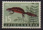 Yougoslavie 1962 - Triton crt/crested newt - YT 905 