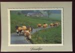 CPM Suisse Dsalpe au Pays de Fribourg Vaches