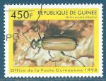 Guine N1255S Coloptre - meloe proscarabactus oblitr