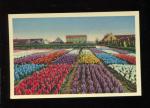 CPM non crite Pays-Bas Fleurs  Champs de Tulipes  Dutch Flower Fields