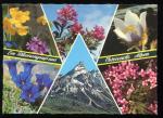 CPM neuve Flore FLEURS des Alpes Autrichiennes Multi vues