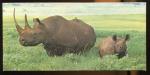 19 le Rhinocros  IMAGE  NESTLE merveilles du monde