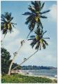 Carte Postale Moderne Afrique - Cueillette des noix de coco
