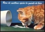 Cartes Postales  Animaux Chats  