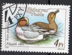 HONGRIE N 3174 o Y&T 1988 Canards siffleurs (Anas penelope)