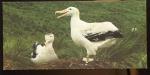 169  LES ANIMAUX DE LA MER l' albatros  IMAGE  NESTLE merveilles du monde