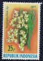 Indonsie 1977 Fleurs Taeniophyllum sp Orchide