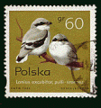 Pologne 1995 - YT 3357 - oblitr - poussins pie-griche grise