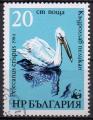 BULGARIE N 2871 o Y&T 1984 Faune protge le plican (Pelecanus crispus)