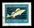 Pologne Yvert N0928 Oblitr 1958 Poisson SANDRE