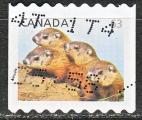 CANADA N 2803 de 2013 oblitr "la marmotte"