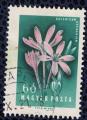 Hongrie 1958 Oblitr Used Fleurs Colchicum Arenarium SU