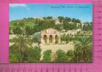 CPM  ISRAL : Jerusalem, the Gardens of Gethsemane