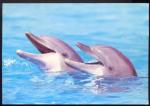 CPM  Faune Animaux  Dauphins