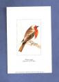 Carte oiseau : Rouge-Gorge 